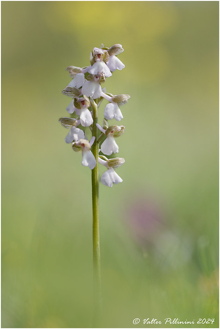 White (wild orchid).