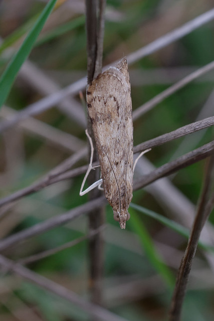 Pyrale de la luzerne (Nomophila noctuella)
