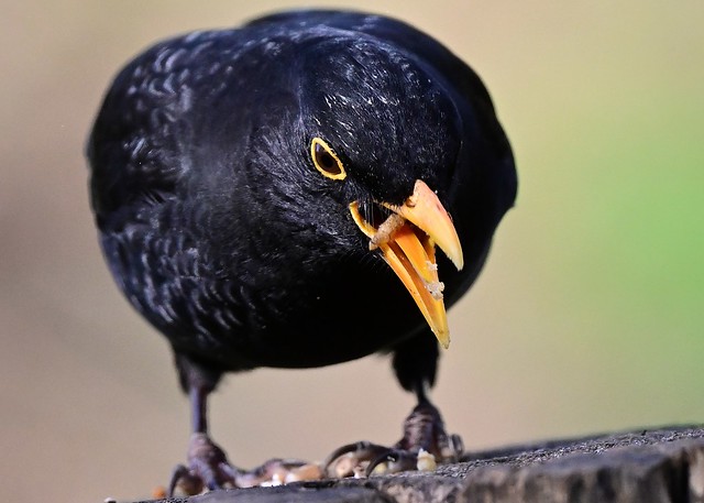 Feeding Blackbird