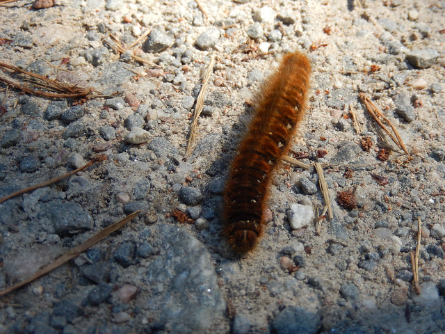 Brown caterpillar on a path
