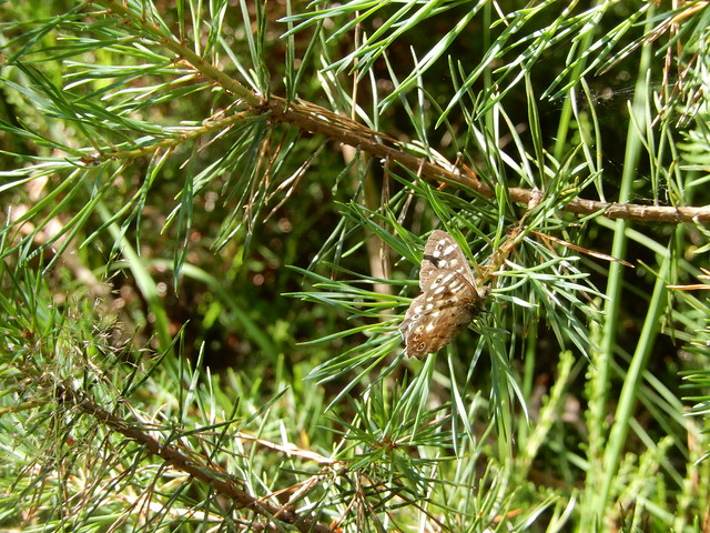 Speckled wood on pine branches