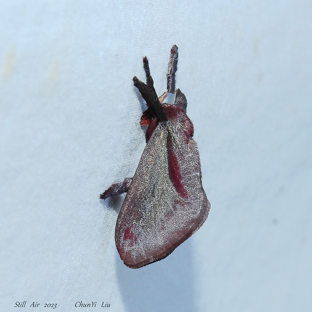 Moth (PE-ABB-00053-2023)