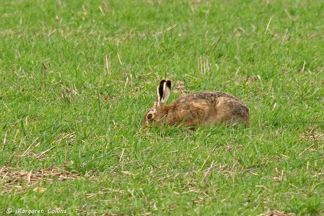Brown Hare 2 - Lupus europaeus