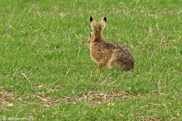 Brown Hare 4 - Lupus europaeus
