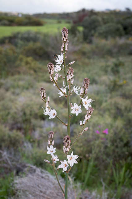 Asphodelus ramosus (Branched Asphodel) - Asphodelaceae - Aphrodite Hotel, Polis Chrysochous, Cyprus-Edit