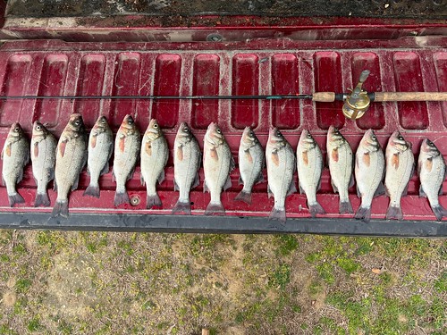 Photo of several fish on the back of a truck