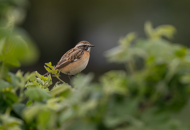 Female Whinchat