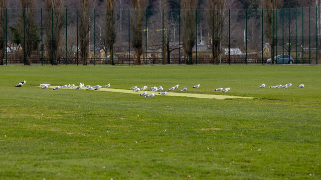 Gulls of Skarpnäck spring 2024 R7247889