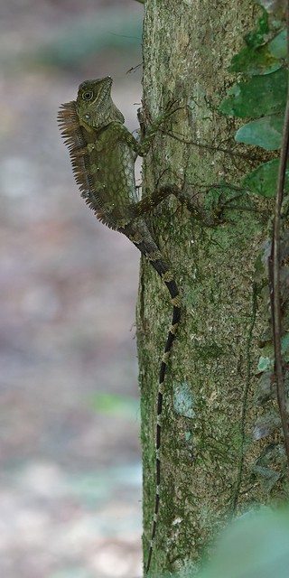 Gonocephalus borneensis - Borneo Anglehead Lizard