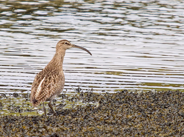 Whimbrel - Wootton Creek Isle of Wight