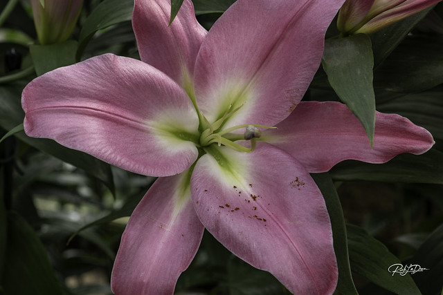 Lily with pollen