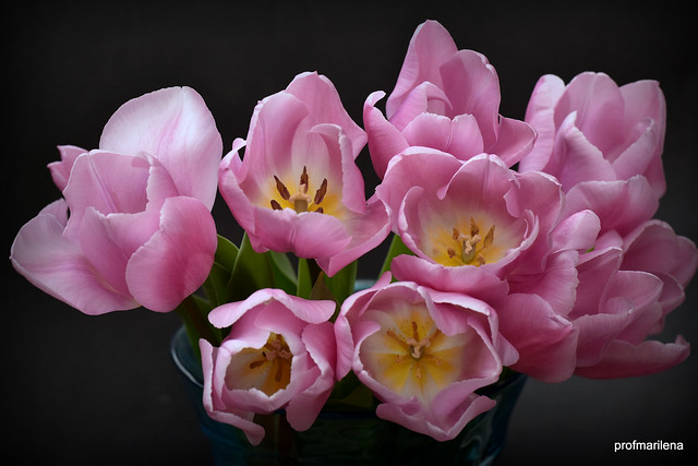 DSC_5890  pink tulips