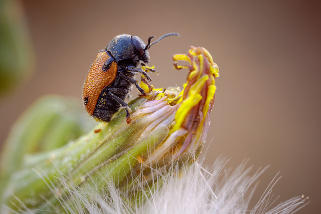 Leaf Beetle - Cryptocephalus rugicollis