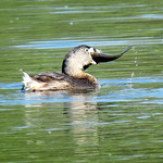 Pied-billed Grebe A long snooze will follow for this Grebe.