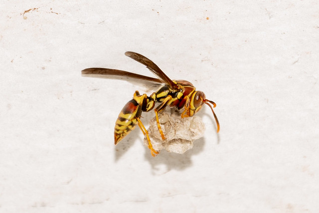 Common Paper Wasp 5320