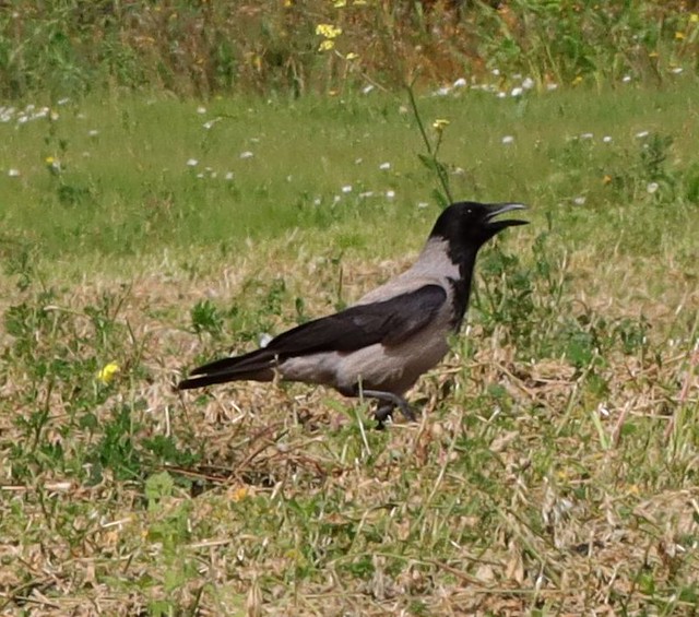 Corvus cornix (Cornacchia grigia)