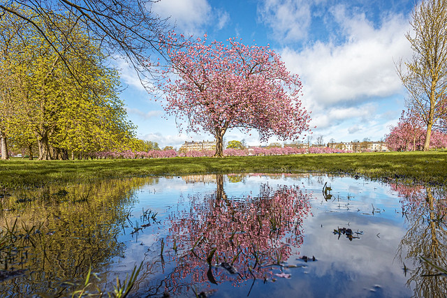 Blooming Reflections