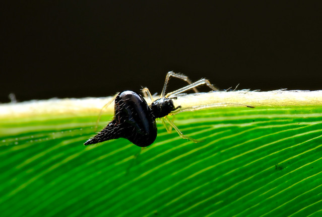 黑色金姬蛛 Chrysso nigra