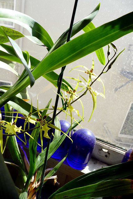Brassidium Gilded Urchin 'Ontario' hybrid orchid and cobalt blue mine light covers 3-24