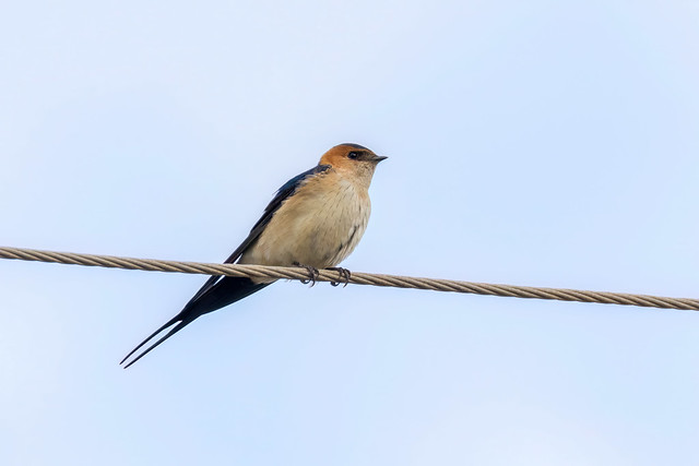 Cecropis daurica (Red-rumped Swallow) - Hirudinidae - Akamas Peninsula, Cyprus