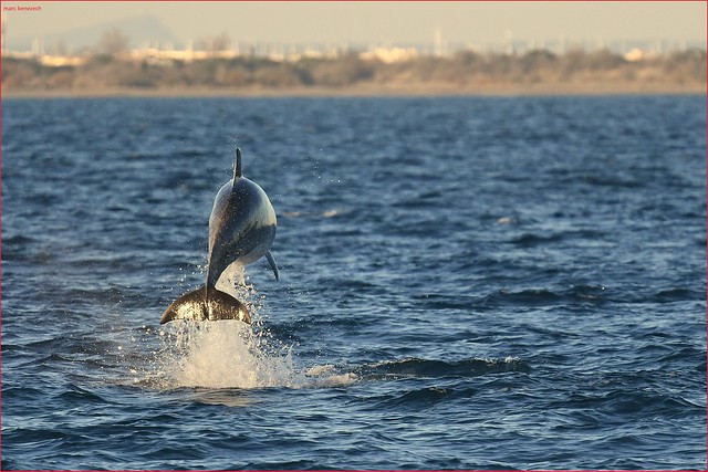 grand dauphin en vol .