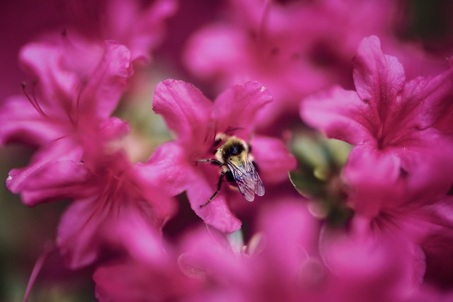 Earth Day Observation: Busy Bee at Work