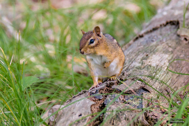 Eastern Chipmunk #5 - 2020-08-01