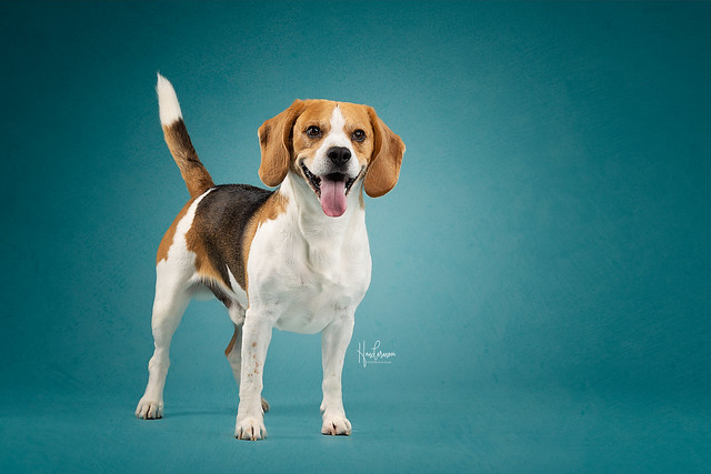 Beagle in studio contact info@hondermooi.be for licensing info