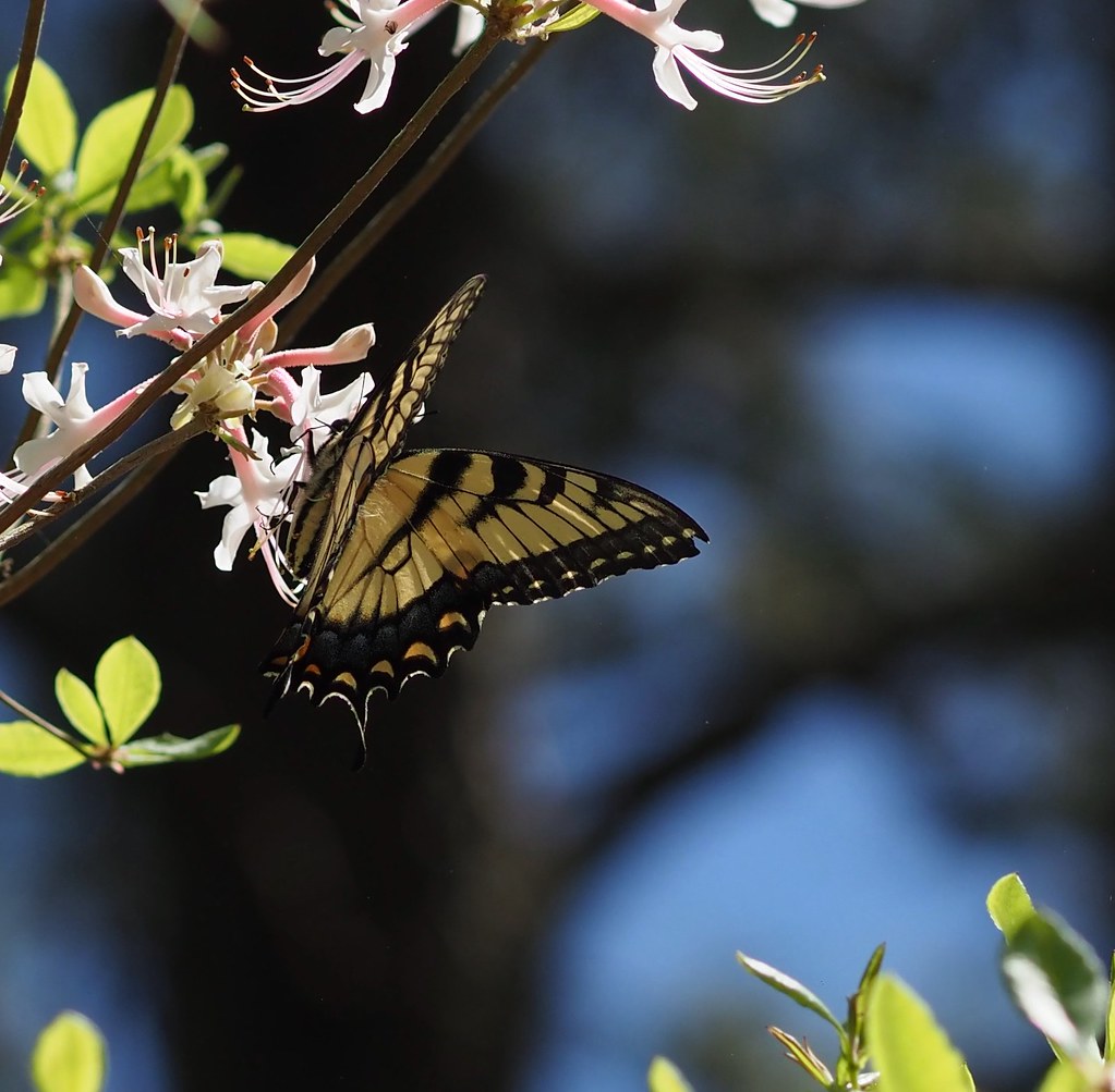 Eastern Tiger Swallowtail Amid Native Azalea | Thank you for… | Flickr