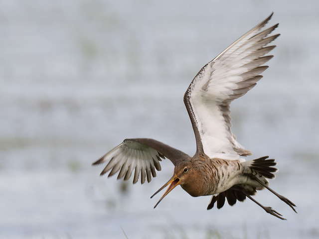Flying Black-tailed Godwit