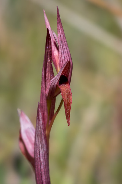 Serapias bergonii - Orchidaceae - Pegeia Forest, Paphos, Cyprus-6