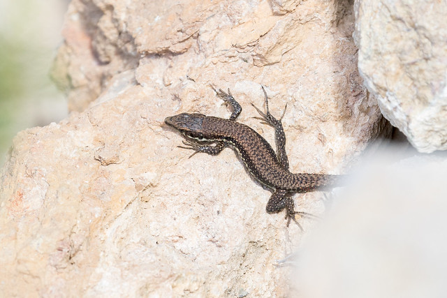 Phoenicolacerta troodi (Troodos Wall Lizard) - Lacertidae- Baths of Aphrodite, Akamas Peninsula, Cyprus