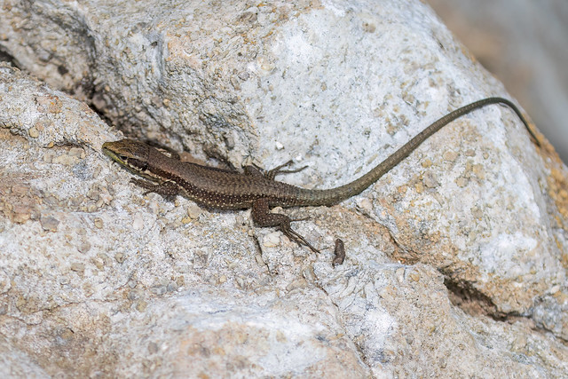 Phoenicolacerta troodi (Troodos Wall Lizard) - Lacertidae - Baths of Aphrodite, Akamas Peninsula, Cyprus