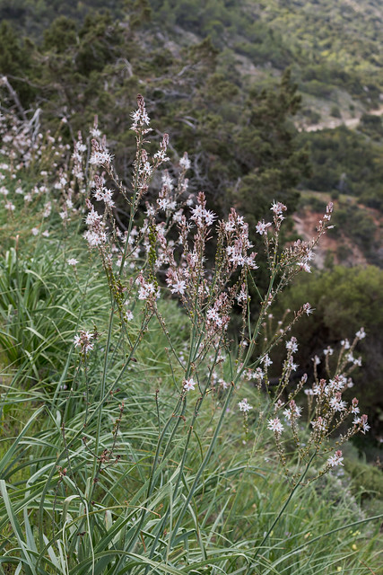 Asphodelus ramosus (Branched Asphodel) - Asphodelaceae - Baths of Aphrodite, Akamas Peninsula, Cyprus