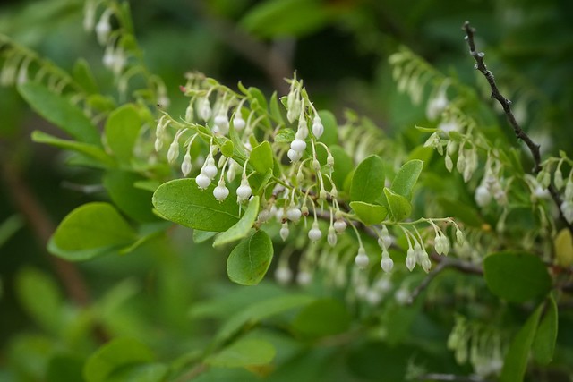 Sparkleberry (Vaccinium arboreum)