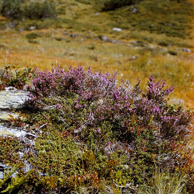 Calluna vulgaris (L.) HULL Heidekraut, Besen-Heide Heather