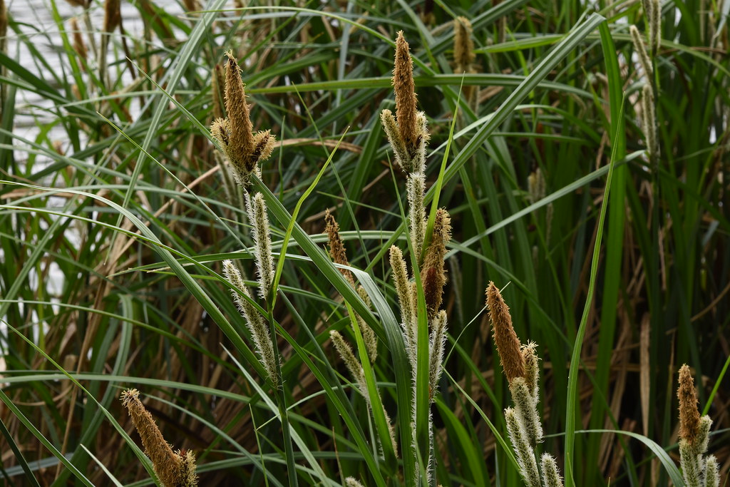 Carex riparia – greater pond-sedge – Ufer-Segge