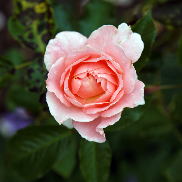 Coral rose at Goodnestone Park Kent England