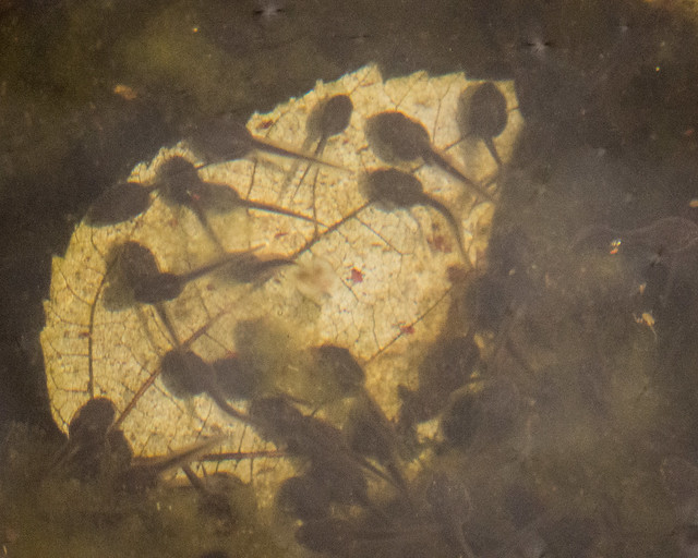 Wood frog tadpoles in a forest pond