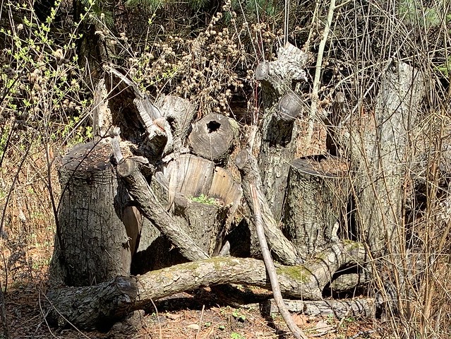 “Great prop of the beautiful logs are the remains of the cutdown apple trees in the old apple orchard on the the waterfront trail of Lake Ontario in squires beach , cropped photograph , Martins photographs , Ajax, Ontario , Canada , April 10. 2024”