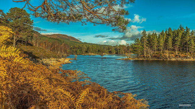 Loch Beinn a Mheadhoin, deep in Autumn, with its Caledonian Forest, mercurial fresh-water islands and burnished golden ferns, Glen Affric, Inverness-shire, Scotland.