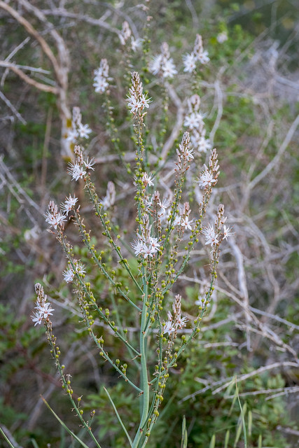 Asphodelus ramosus (Branched Asphodel) - Asphodelaceae - Aphrodite Hotel, Polis Chrysochous, Cyprus-2