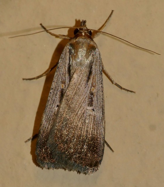 Alfalfa Looper Moth (Tathorhynchus exsiccata)