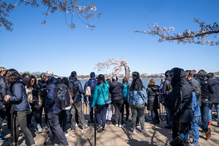 Washington, DC - March 24, 2024: Massive crowds around Stumpy, the social media star cherry tree at the tidal basin. Stumpy will be cut down during a construction project