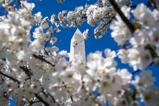Washington Monument surrounded and framed by cherry blossoms in DC