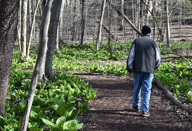 The Woods are Filled with Skunk Cabbage