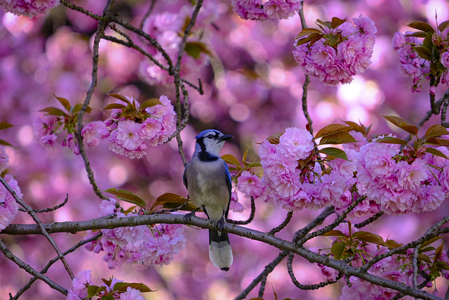 Blue-jay among the blooms
