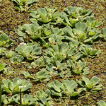 Water Lettuce (Pistia stratiotes) Black Bear Wilderness Area, Seminole County, FL, April 2024.  Bioiblitz.