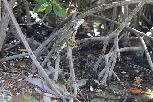 Iguana Islamadora in the Florida Keys
