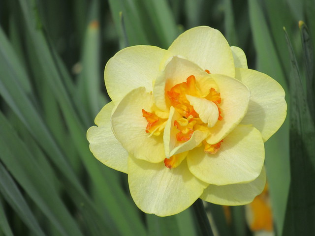 Daffodil cultivar